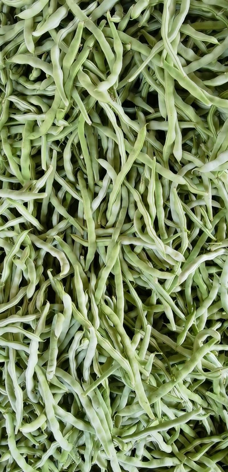 白豆角，白芸豆，白不老，大量上市，产地直供，货源充足，