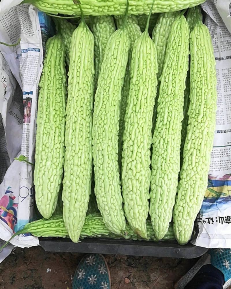 正宗天然新鲜苦瓜直发全国