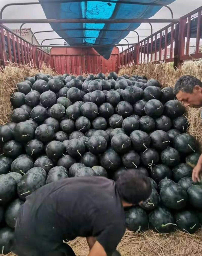 规格齐全西瓜随时有货