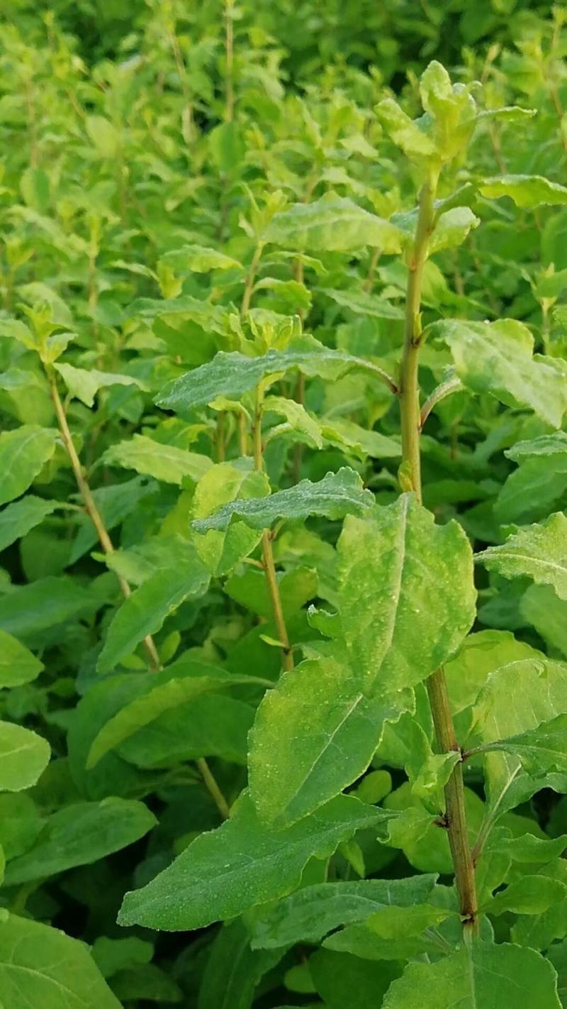 正规货源枸杞芽菜现货秒发欢迎联系