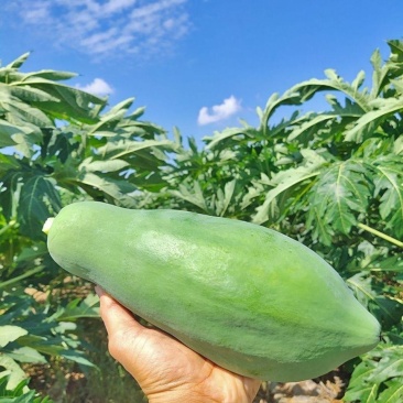 正宗木瓜现货秒发24小时在线