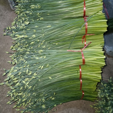 应季韮苔现货秒发价格美丽欢迎联系