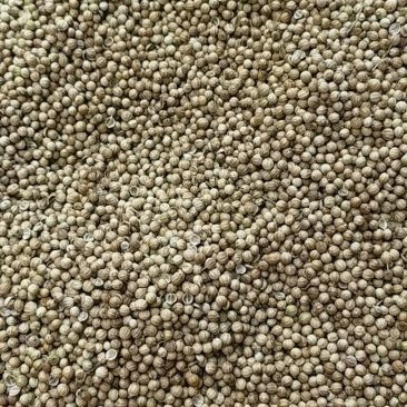 基地直发香菜籽真空保鲜现货秒发