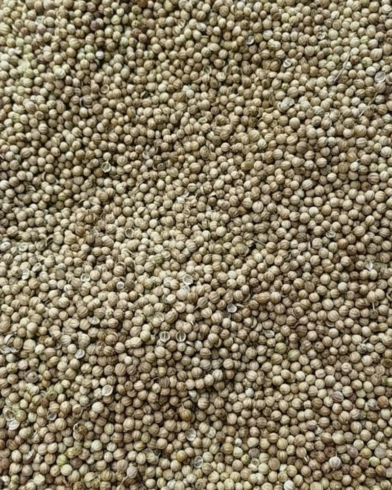 基地直发香菜籽真空保鲜现货秒发