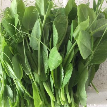天然新鲜豌豆苗支持拿样方便快捷