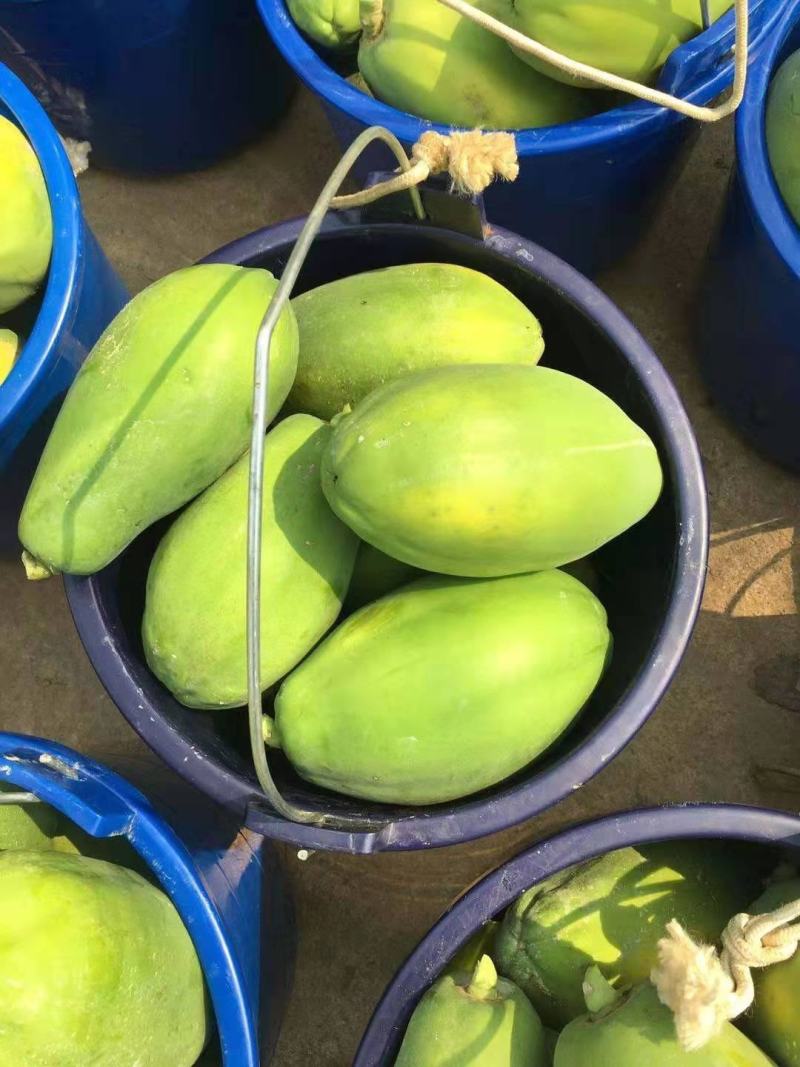 木瓜规格齐全量大从优