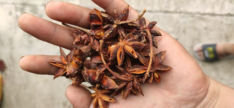 广西八角春花、大红、干枝、黑果、统货足干无硫、碎片