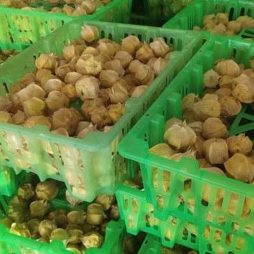 应季灯笼果一件代发量大从优