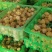 应季灯笼果一件代发量大从优