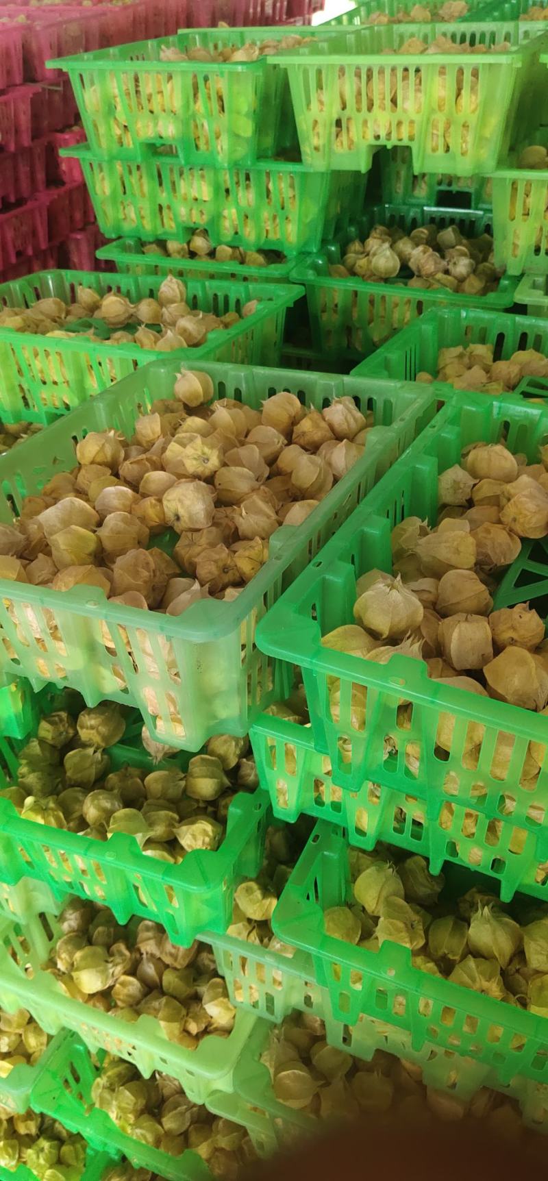 应季灯笼果一件代发量大从优