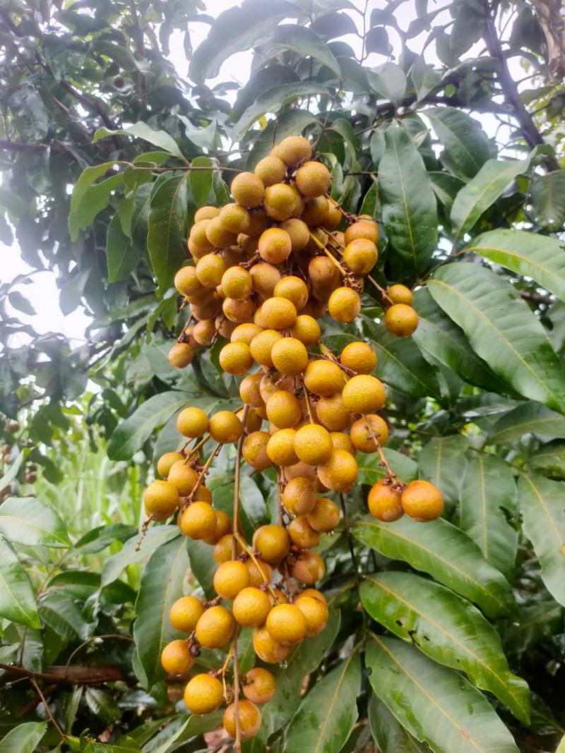 自家工厂龙眼量大优惠