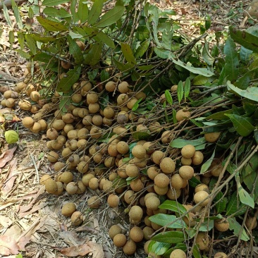 龙眼正宗量大优惠