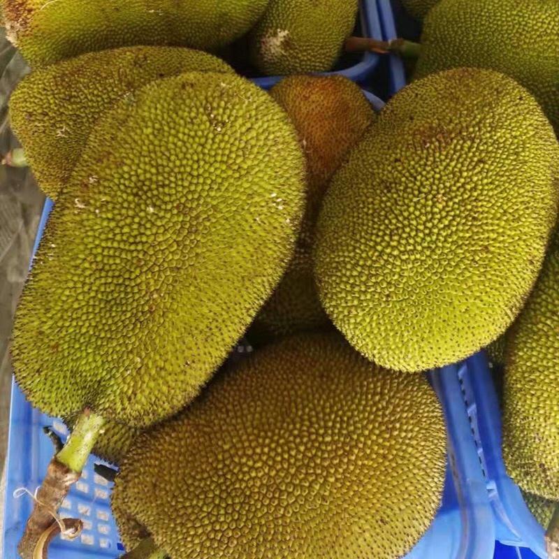 尖蜜拉价格美丽产地直发