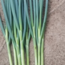 保质保量小葱现货秒发支持拿样