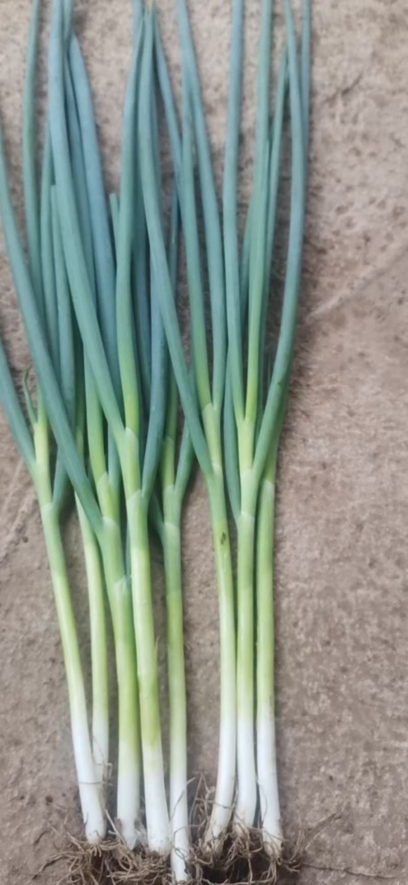 保质保量小葱现货秒发支持拿样