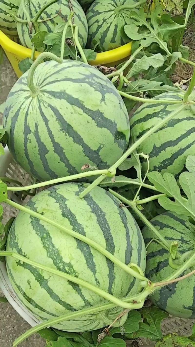 甜王，美都，麒麟瓜大量现货供应