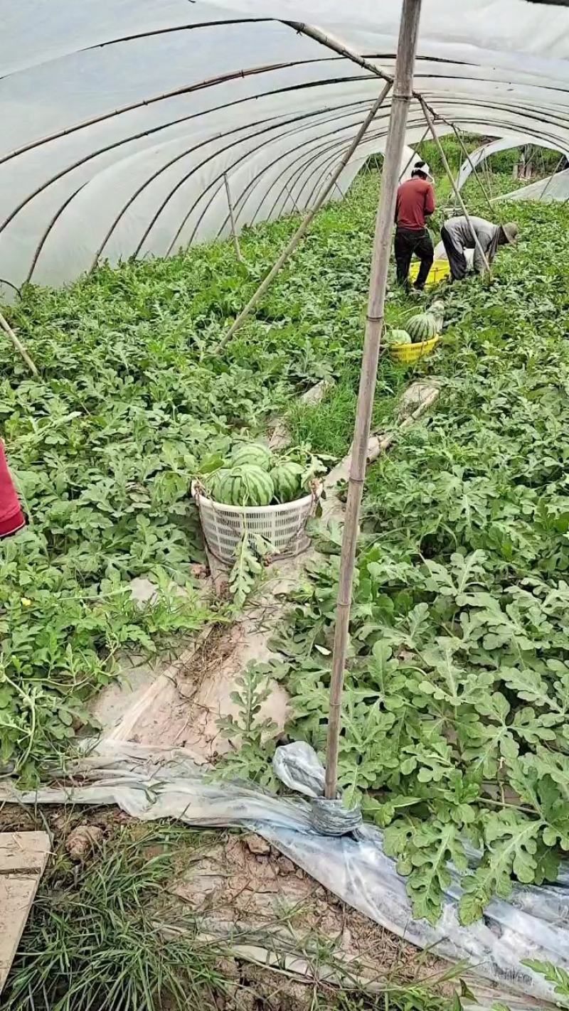 甜王，美都，麒麟瓜大量现货供应