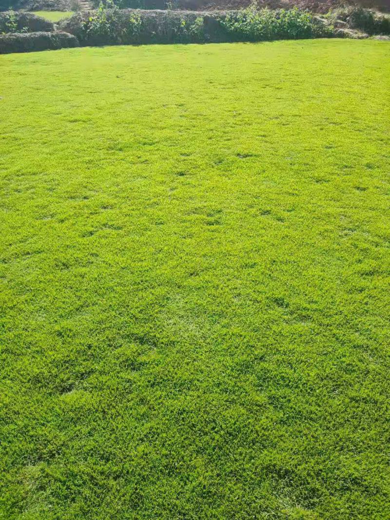 量大从优园圃直发草皮成活率高