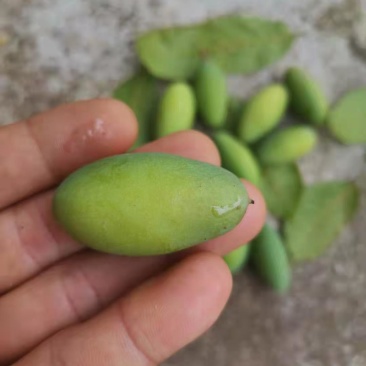 橄榄精品随时可聊