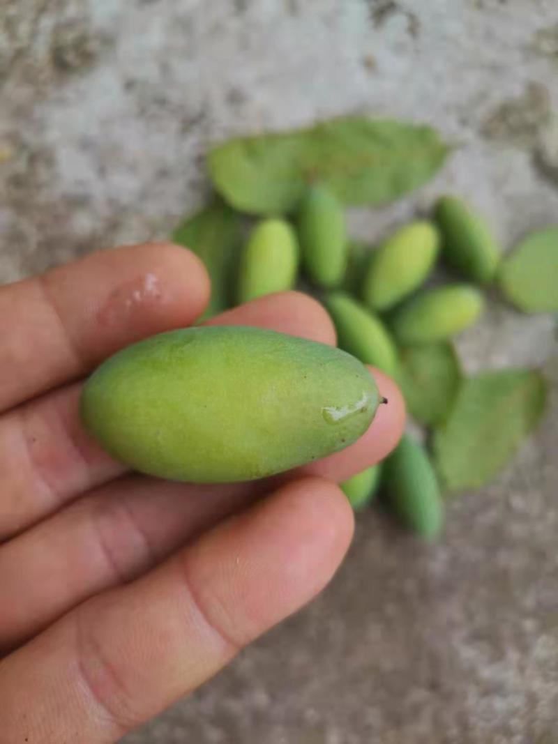 橄榄精品随时可聊