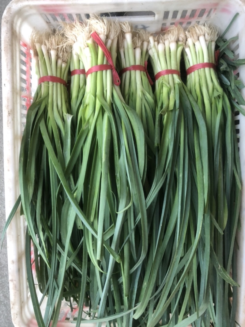 洋蒜蒜苗精品便宜万亩蔬菜基地直供品相**
