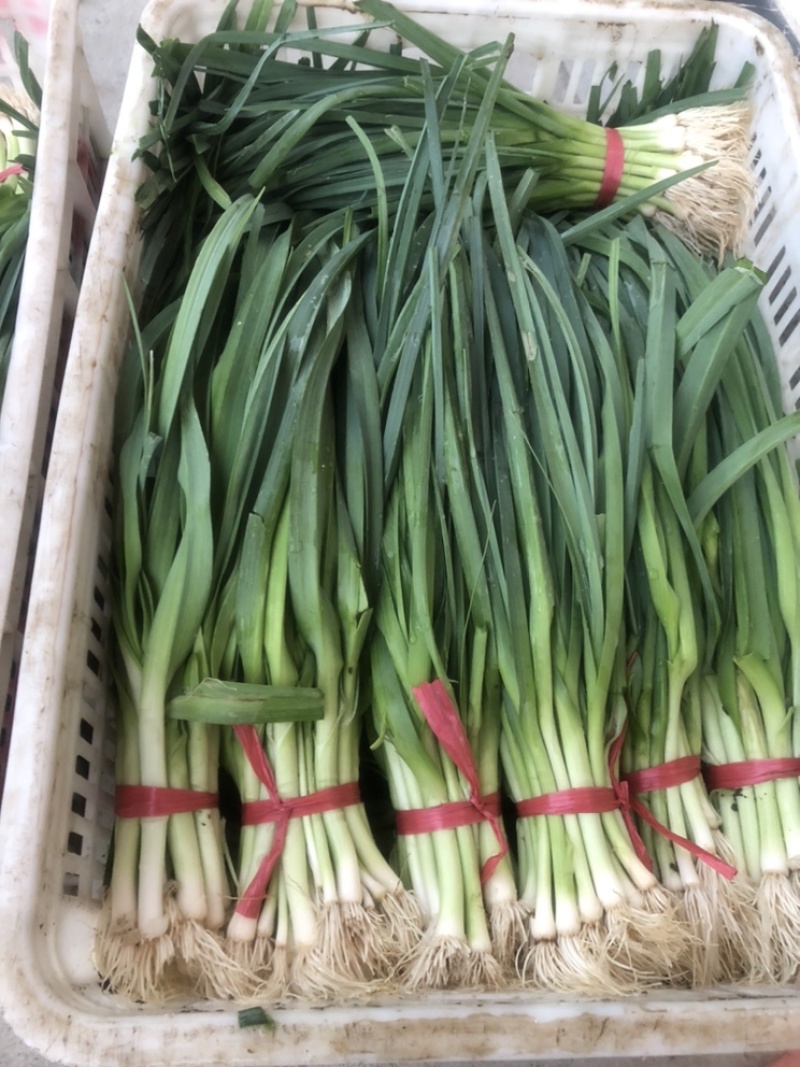 洋蒜蒜苗精品便宜万亩蔬菜基地直供品相**