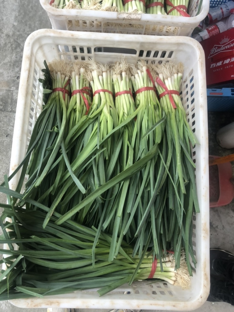 洋蒜蒜苗精品便宜万亩蔬菜基地直供品相**