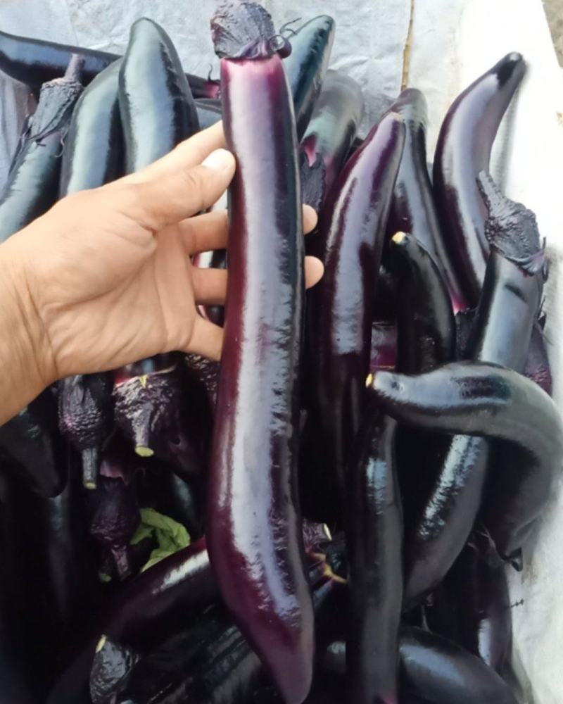 紫把长茄