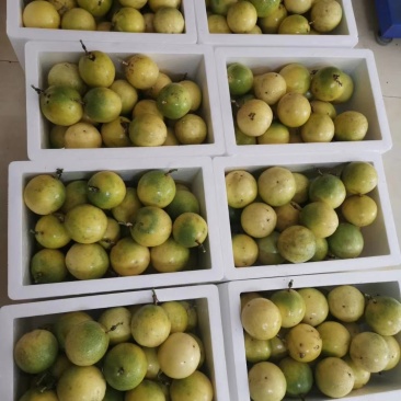 保质保量百香果欢迎联系