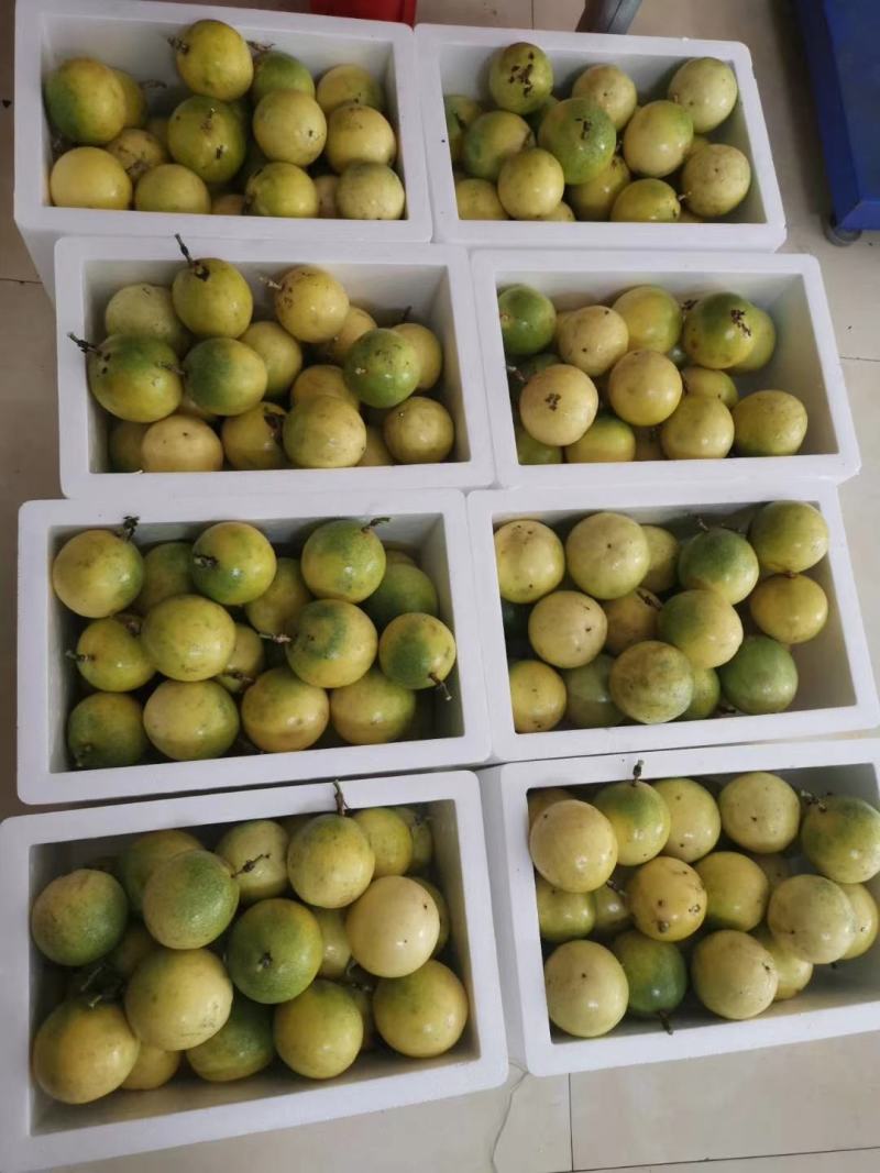保质保量百香果欢迎联系