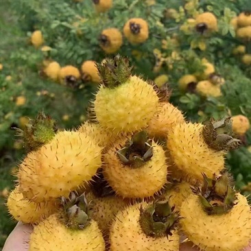 刺梨长期供应精品