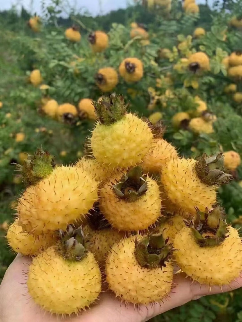 刺梨长期供应精品