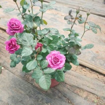 花卉绿植玫瑰花成活率高随时可聊