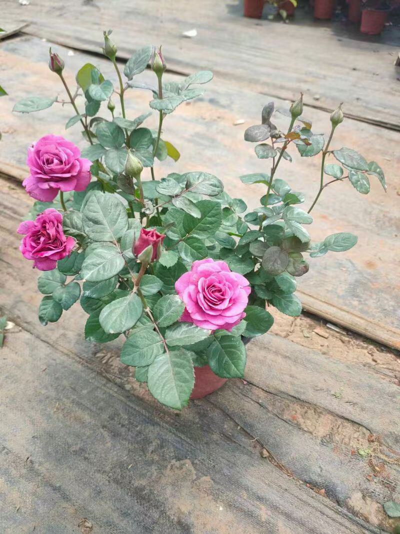 基地直销玫瑰花四季常青全国供应