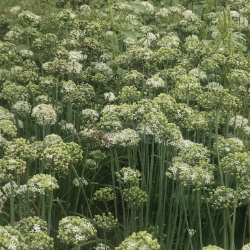 应季韭花长期有货量大从优