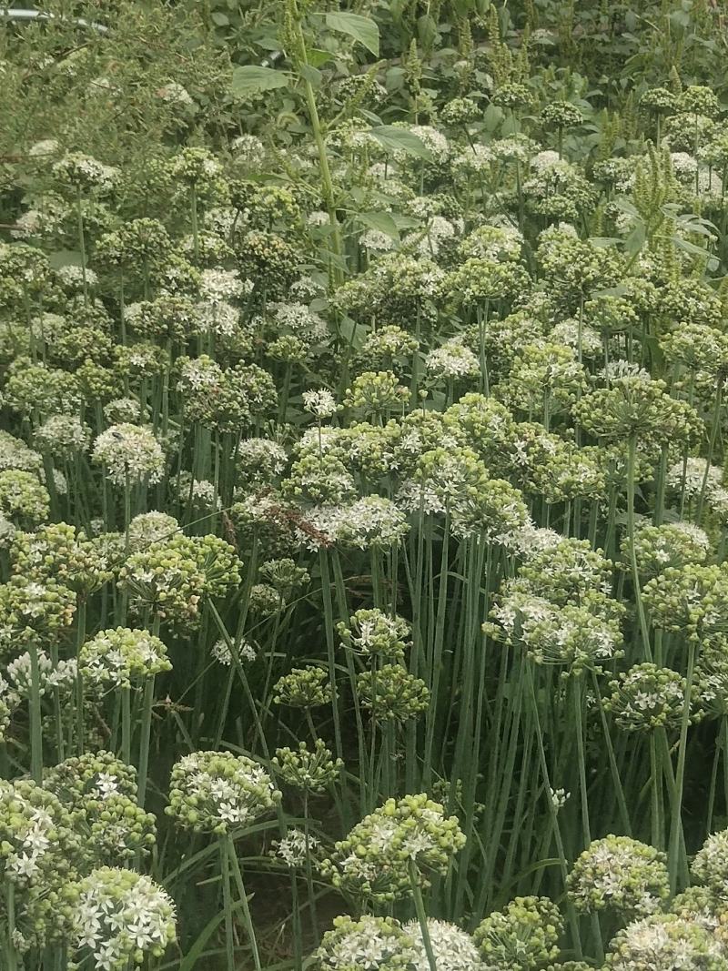 应季韭花长期有货量大从优