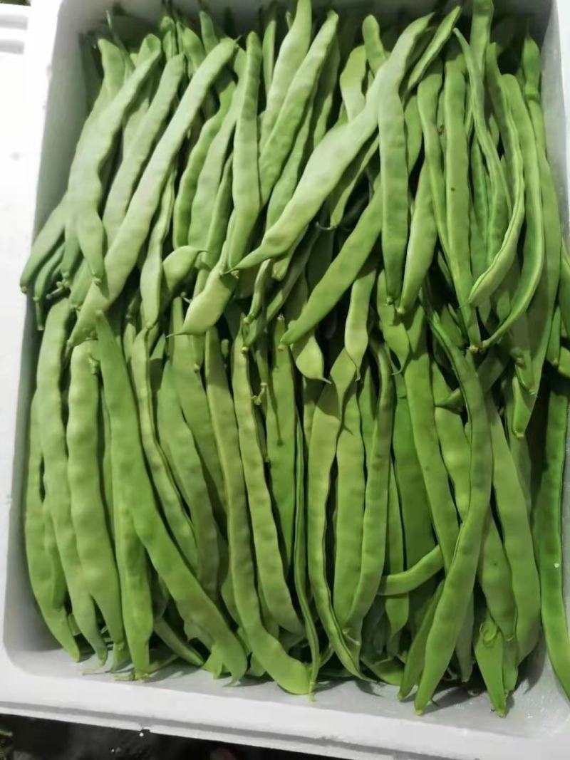 天然新鲜芸豆源头供应欢迎联系