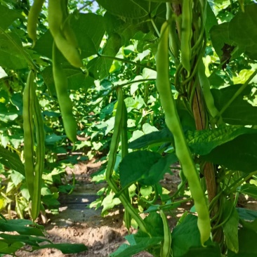 规格齐全芸豆一手货源量大优惠