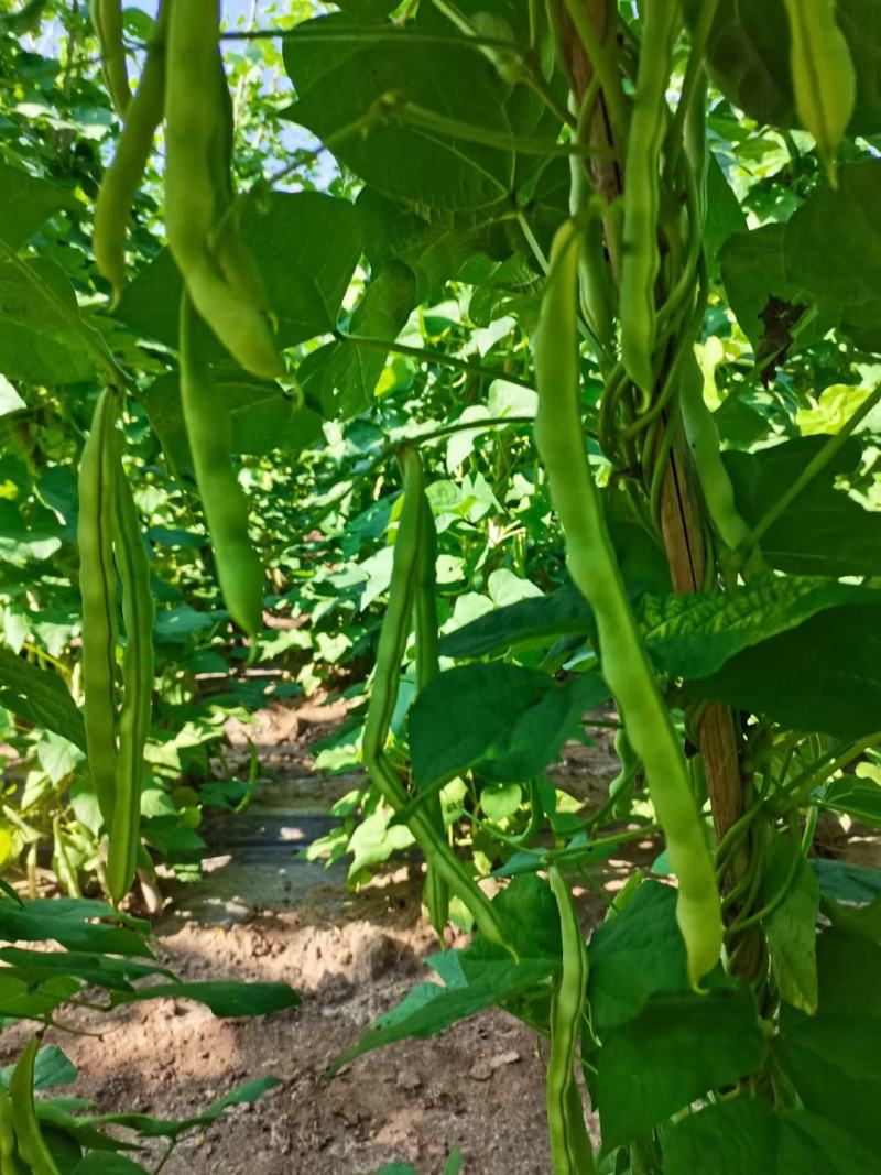 规格齐全芸豆一手货源量大优惠