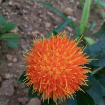 红花
