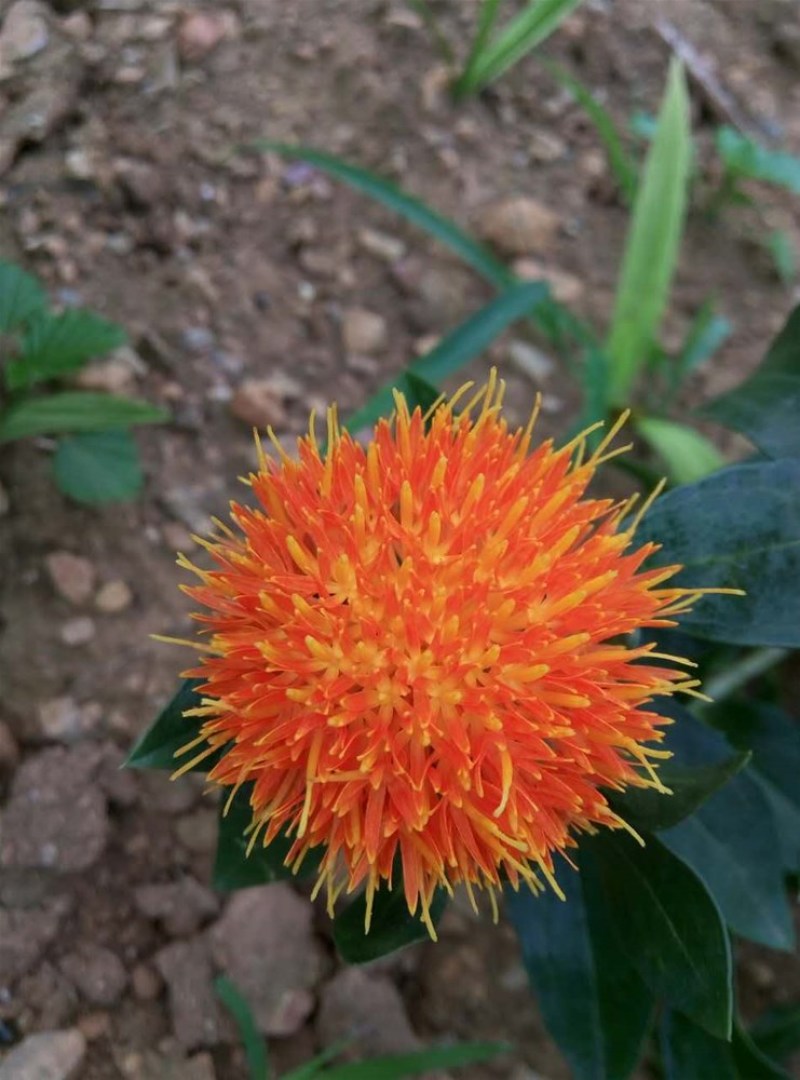 红花