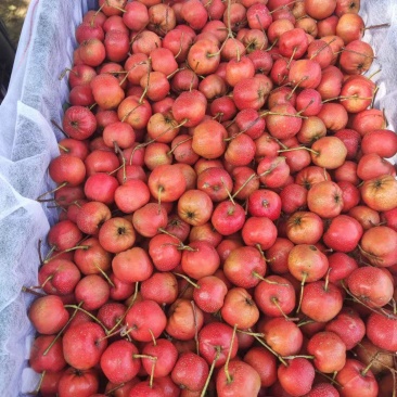 山楂电商供货量大优惠