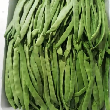 ***芸豆厂家直销全国供应