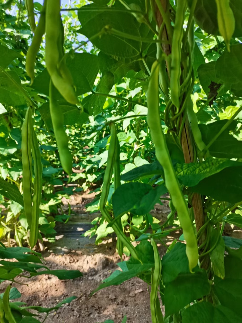 应季芸豆现货秒发全国供应中