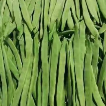 正品保障芸豆电商供货全网低价