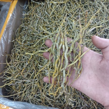 铁皮石斛