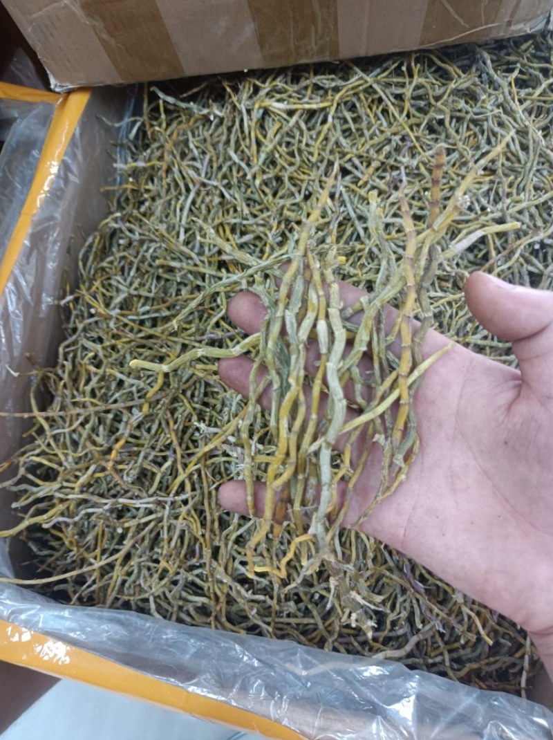 铁皮石斛