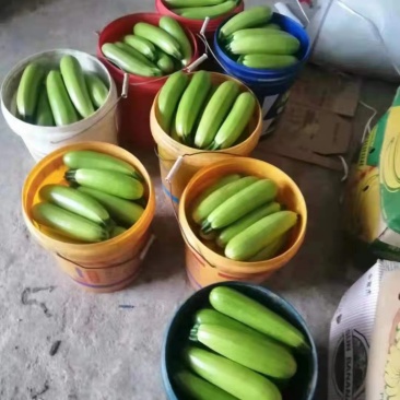 正品保障西葫芦长期供应全网低价