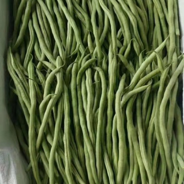 正宗天然新鲜豆角基地直发