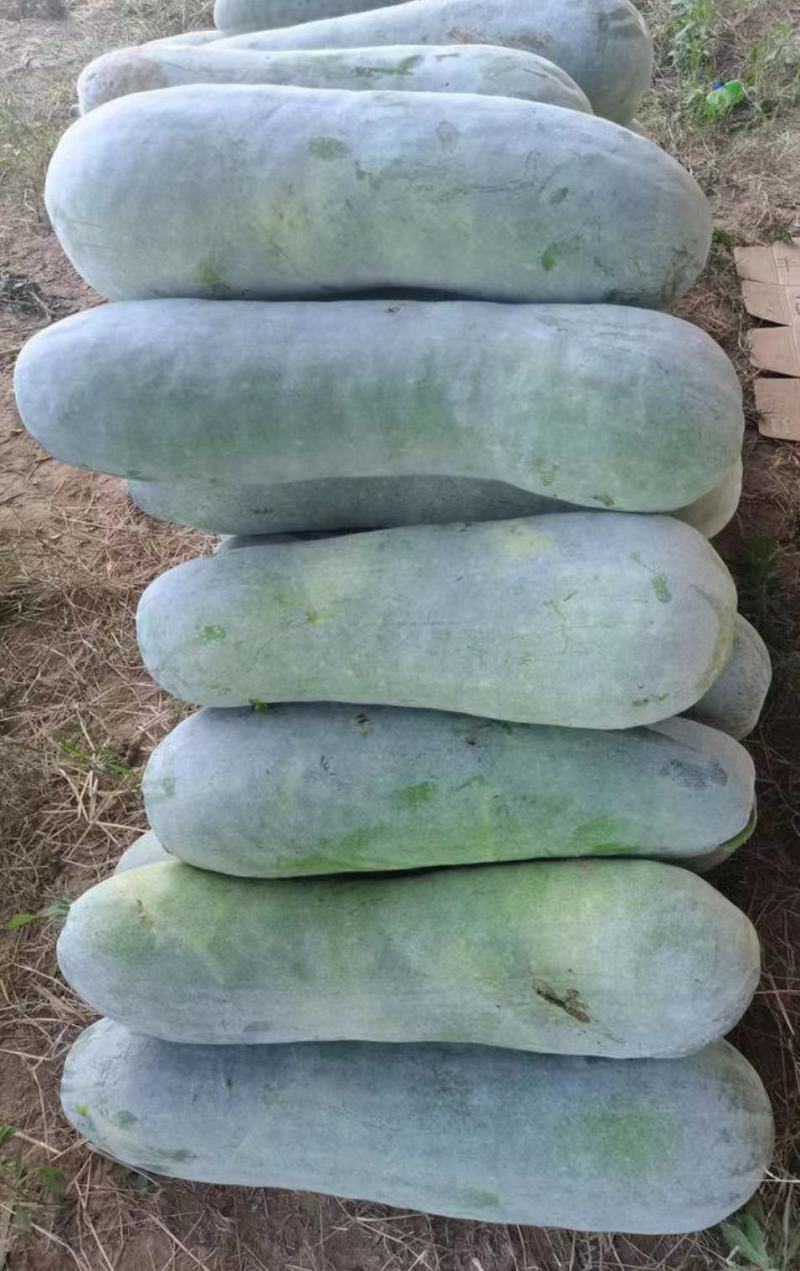 天然新鲜冬瓜电商供货量大从优24小时在线服务